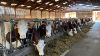 La production des vaches nourries avec du soja toasté a bondi, mais les taux ont baissé. La production des vaches nourries avec du soja toasté a bondi, mais les taux ont baissé.