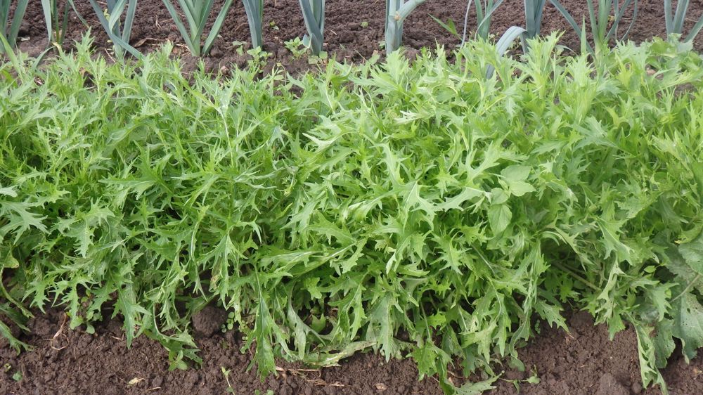 Le mizuna est un légume très facile à cultiver.