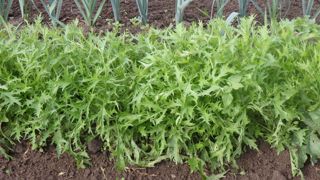 Le mizuna est un légume très facile à cultiver.