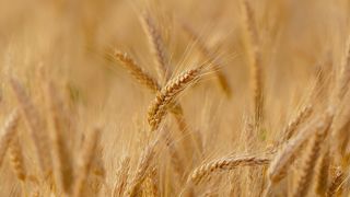 Les risques de mauvaises récoltes dans plusieurs greniers à blé du monde à cause du changement climatique seraient sous-estimés. Les risques de mauvaises récoltes dans plusieurs greniers à blé du monde à cause du changement climatique seraient sous-estimés.