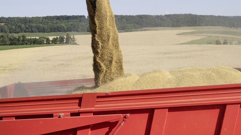 « La récolte française d'orge s'accélère, observe Arthur Portier, d'Agritel. Même si on a des rendements hétérogènes en fonction des sols et des passages de pluies - facteur limitant de ces dernières semaines - dans l’ensemble elle tend à être correcte. »