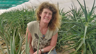 Anne Roche cultive 800 plants d'aloe vera sous serre pour maîtriser les apports d'eau. Anne Roche cultive 800 plants d'aloe vera sous serre pour maîtriser les apports d'eau.