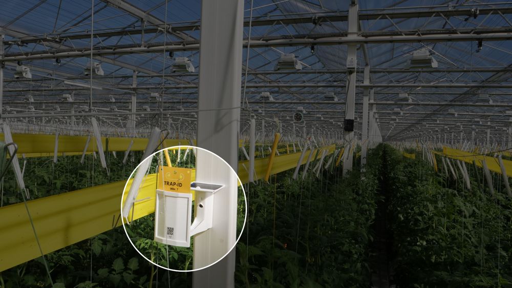 Alimenté à l’énergie solaire, le système Trap-Eye, entièrement automatisé, prend des photos des pièges collants et utilise des analyses du réseau d’IA pour identifier et compter les insectes volants. Le tableau de bord virtuel facilite la stratégie de lutte intégrée.