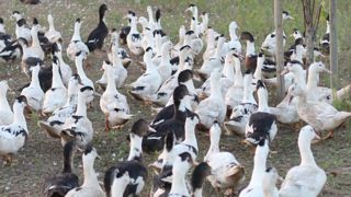 Dans l'attente de la vaccination contre l'influenza avaire, les interprofessions du foie gras et du canard à rôtir misent sur la dédensification des élevages. Dans l'attente de la vaccination contre l'influenza avaire, les interprofessions du foie gras et du canard à rôtir misent sur la dédensification des élevages.
