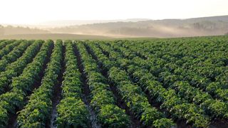 L'Europe autorise un régime d'aides d'Etat de 5 millions d'euros à destination des producteurs de pommes de terre féculières. L'Europe autorise un régime d'aides d'Etat de 5 millions d'euros à destination des producteurs de pommes de terre féculières.