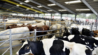 La Coopération Agricole fait part de ses inquiétudes et des enjeux à relever pour les filières bovine et ovine. La Coopération Agricole fait part de ses inquiétudes et des enjeux à relever pour les filières bovine et ovine.