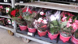 Après les pots, pour lesquels le sujet du recyclage avance à grands pas, les plaques de transport représentent un enjeu important. HortiTrace a lancé un appel pour créer un procédé de réutilisation…