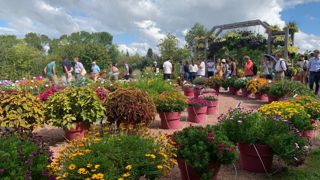 Les jardins de Voltz horticulture à Loire-Authion reprennent les SummerTrials, cette année du 21 août au 29 septembre. Les jardins de Voltz horticulture à Loire-Authion reprennent les SummerTrials, cette année du 21 août au 29 septembre.