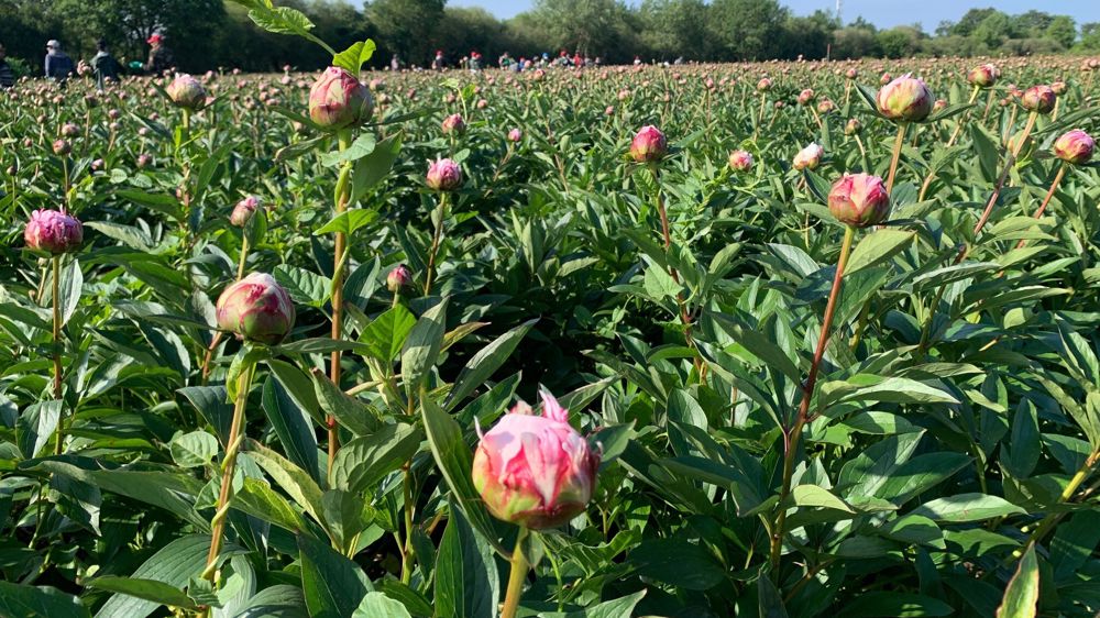 La pivoine, une fleur star tendance en juillet-août. La pivoine, une fleur star tendance en juillet-août.