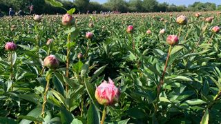 La pivoine, une fleur star tendance en juillet-août. La pivoine, une fleur star tendance en juillet-août.