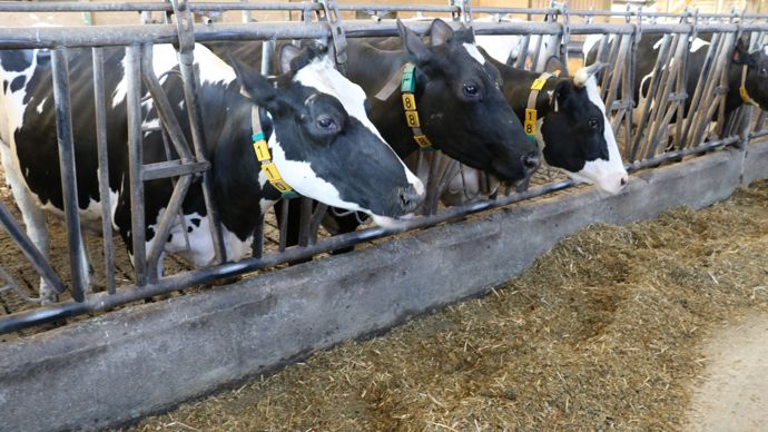 Tous les contrats en cours avec les éleveurs partenaires de Soufflet Agriculture seront bien sûr poursuivis aux conditions prévues, indiquent les deux protagonistes.