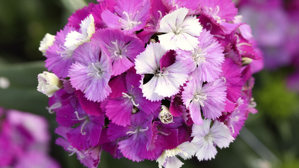Dianthus barbatus interspécifique Amazon F1 Lavender Magic.