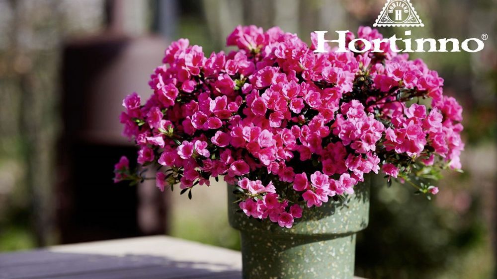 Rhododendron simsii Hortinno® Cascadula ‘HORT06’.