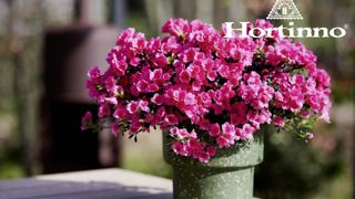 Rhododendron simsii Hortinno® Cascadula ‘HORT06’. Rhododendron simsii Hortinno® Cascadula ‘HORT06’.