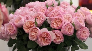 Rose Princesse de Monaco® Meidysouk. Sa fragrance délicate et suave rappelle R. centifolia ou rose de Mai. Rose Princesse de Monaco® Meidysouk. Sa fragrance délicate et suave rappelle R. centifolia ou rose de Mai.