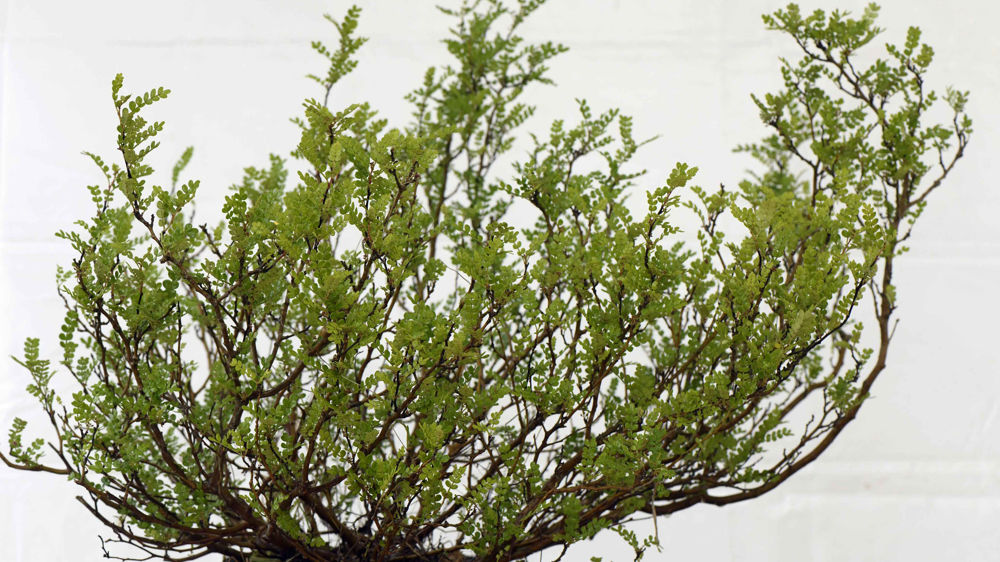 Operculicarya decaryi. Operculicarya decaryi.