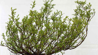 Operculicarya decaryi. Operculicarya decaryi.