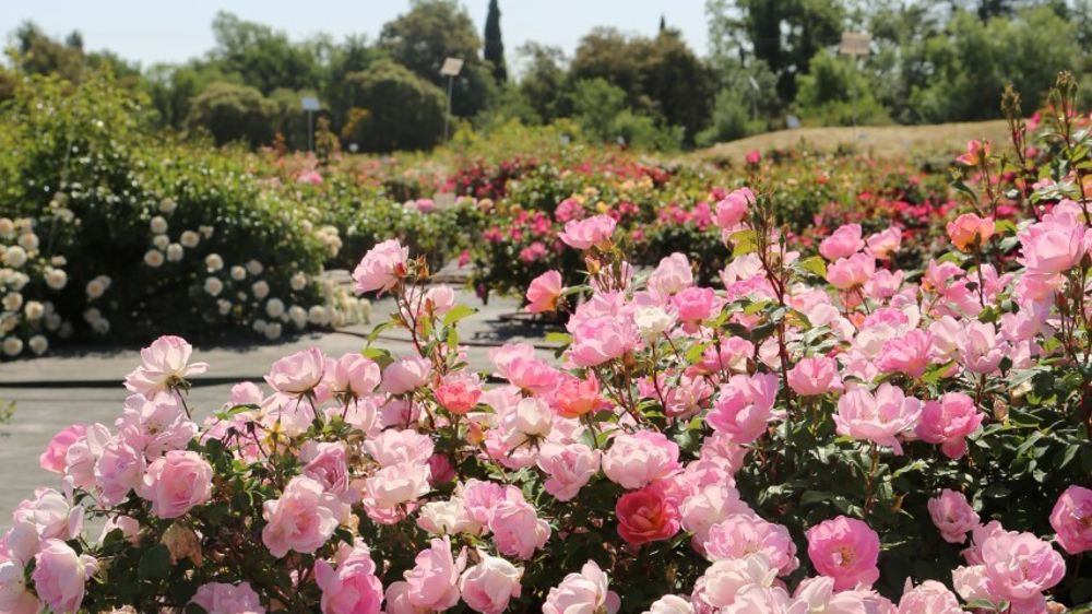Rosa Pink CHANTILLY® Meilevire. Rosa Pink CHANTILLY® Meilevire.