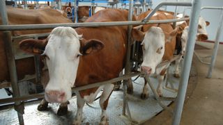 En juin, le prix nord-allemand semble se stabiliser: en moyenne - 5€/1000l