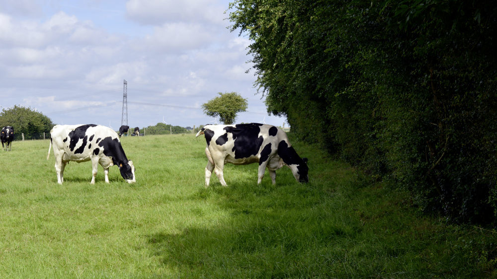 Le secrétaire général à la planification écologique a évoqué quelques pistes pour la réduction des émissions de gaz à effet de serre du secteur agricole, telle que l'implantation de haies.