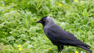 Le nombre de couples reproducteurs de choucas est estimé à plus de 23 000 dans les Côtes-d’Armor et plus de 44 000 dans le Finistère (étude de la Dreal). Le nombre de couples reproducteurs de choucas est estimé à plus de 23 000 dans les Côtes-d’Armor et plus de 44 000 dans le Finistère (étude de la Dreal).