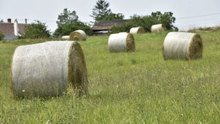 La loi prévoit que 30 % des surfaces prairiales soient assurées d'ici à 2030.