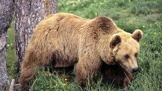 « Le pastoralisme pyrénéen est sacrifié sur l’hôtel de la réintroduction de l’ours » estime Franck Watts, éleveur ariégeois. « Le pastoralisme pyrénéen est sacrifié sur l’hôtel de la réintroduction de l’ours » estime Franck Watts, éleveur ariégeois.