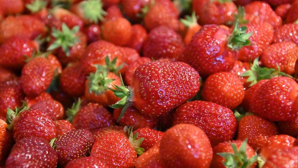 Au 1er juillet 2023, la production de fraises en 2023 est estimée à 74 500 tonnes.