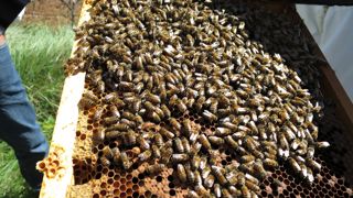 Le gel au printemps et la sécheresse de l'été ont affecté la production apicole dans le sud de la France.