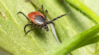 La maladie de Lyme est causée par la bactérie Borrelia, transmise par la tique.