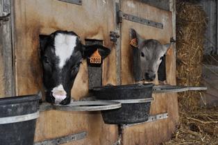 Veaux holstein croisés Blanc bleu belge (à gauche) et Charolais (à droite)