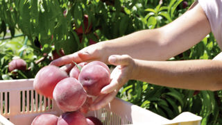 La production française de pêches, nectarines, brugnons et pavies dépasserait de 1 % son niveau de l’an dernier. La production française de pêches, nectarines, brugnons et pavies dépasserait de 1 % son niveau de l’an dernier.