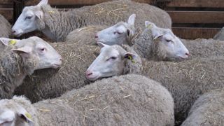 Environ 360 brebis sont mortes dans l'incendie d'une bergerie dans un village du Gard (photo d'illustration).