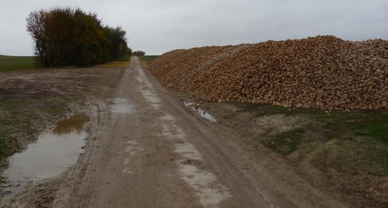 Les conditions pluvieuses rendent certaines parcelles inaccessibles aux remorques et imposent le recours aux machines équipées de trémie.