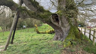 Pour une enquête de Plante et Cité, un formulaire permet aux professionnels de signaler les arbres (jeunes ou matures) qui présentent des symptômes de dépérissement ou un degré de mortalité préoccupant.