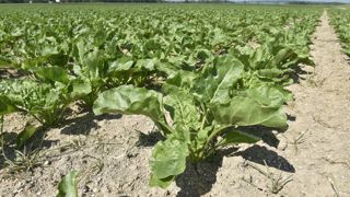 Seule certaines cultures sont autorisées durant les trois années suivant l'implantation de semences de betteraves traitées aux néonicotinoïdes. Seule certaines cultures sont autorisées durant les trois années suivant l'implantation de semences de betteraves traitées aux néonicotinoïdes.