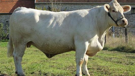 Décennie, Charolais sans corne