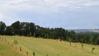 La méthode « bas carbone » considère qu’un arbre à croissance moyenne stocke 24 kg de CO2 par an.