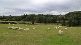 Au 20 août 2023, la pousse cumulée des prairies permanentes est inférieure de 4 % à la moyenne de la période de 1989 à 2018.