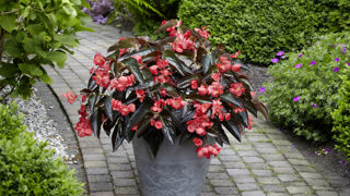 Begonia interspecific Dragon Wing® Red Bronze Leaf F1.