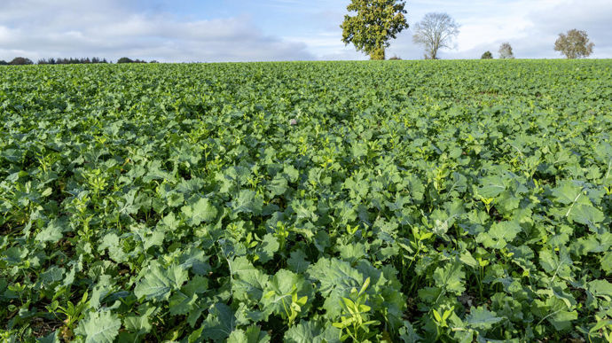 Si l'intéret grandissant des agriculteurs pour les couverts végétaux ne fait aucun doute, des freins subsistent.