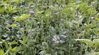 En grandes cultures, les pratiques agricoles favorables au climat les plus significatives sont liées à la diminution de l’usage des engrais azotés minéraux pour la partie concernant la réduction des émissions, et à l’introduction de couverts pour la partie concernant le stockage dans les sols.