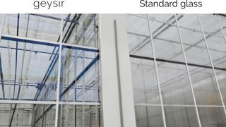 Comparaison d'un verre de serre Geysir et d'un verre classique. Comparaison d'un verre de serre Geysir et d'un verre classique.