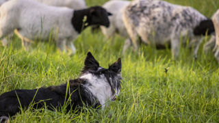 Un test pour évaluer l’aptitude des chiens à la conduite des troupeaux a été mis en place dans le cadre du programme Canidea Idele. Un test pour évaluer l’aptitude des chiens à la conduite des troupeaux a été mis en place dans le cadre du programme Canidea Idele.