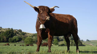 Le monde du rugby et de l'élevage s'associent dans une tombola autour d'Ovalie, la vache salers égérie du Salon de l'agriculture 2023. Le monde du rugby et de l'élevage s'associent dans une tombola autour d'Ovalie, la vache salers égérie du Salon de l'agriculture 2023.