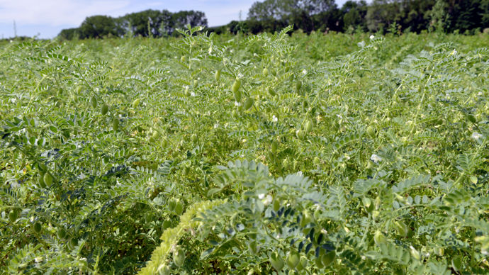 Terres Inovia, l’Icarda et trois sélectionneurs français vont mutualiser les investissements et les connaissances pour augmenter le nombre de variétés de pois chiche et de lentilles en France.