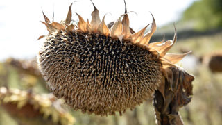 La production française de tournesol est attendue record en 2023, selon les dernières estimations du ministère de l'Agriculture, publiées le 12 septembre 2023.