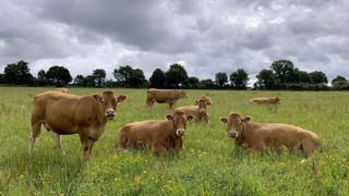 Selon Interbev, la contractualisation dans la filière de la viande bovine permet de rassurer et motiver les jeunes installés. Selon Interbev, la contractualisation dans la filière de la viande bovine permet de rassurer et motiver les jeunes installés.