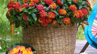 Lantana camara ‘Playa Sun Juana’. Lantana camara ‘Playa Sun Juana’.
