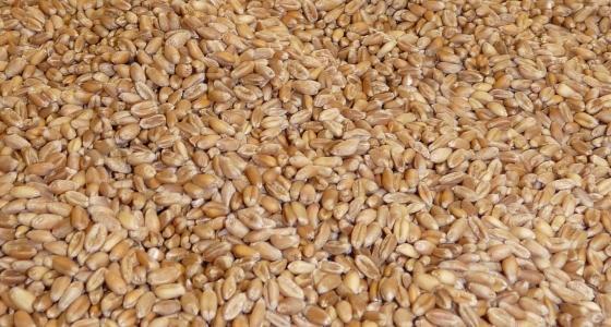 Grains de blé